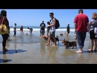 SoCal Corgi Beach Day 2015