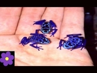 Deadly Poison Dart Frog - Most Poisonous Frog In The World | Killer Frog |