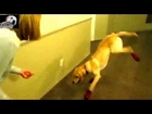 Top Funny Dogs Compilation 2014