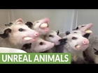 Hungry opossums chow down on bananas