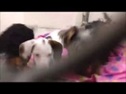 Puppies | Dachshund And Yorkshire Terrier Puppies At The Shelter