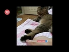 Tickle My Cat! [My Pet TV]