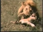 Lion killing cubs