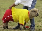 Raw: Sheep 'play' Soccer in Colombia