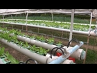 Hydroponic Farm Garden Vegetable Cultivation Crop Agricultural Technology. Stock Footage