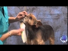 Yorkshire Terrier, Grooming a Pet Yorkshire Terrier Mix with Judy Hudson NCMG, Chanel Bridget