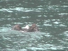 Bald Eagle swimming after too large of a catch - Alaska