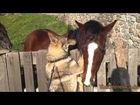 Dogs vs Horses Compilation 2014 NEW | horses compilation