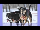 Door County Sled Dogs - Video