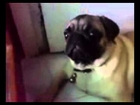New Animal Funny Videos 2014 Pug Reacts To Revving Engine Funny Videos  1642