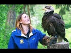 Beer delivery by BALD EAGLE is on as bird experts give green light to stunt