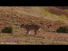 Extraordinary moment lions attempt to take down a giraffe