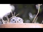 Cute Owl Plays 'Peek-a-boo' With Dad