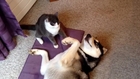 Cat Wrestles Husky Into Submission