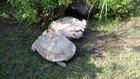 Amazing! Good Guy Tortoise Helps A Friend In Need Get Back On His Feet