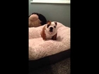 English Bulldog puppy loves his new bed