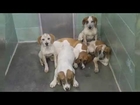 Euthanized puppies at Surry Co. Animal Shelter causes outrage