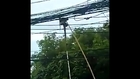 Snake rescued from power lines
