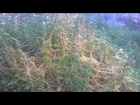 Parasitic Plant (Cuscuta) (Dodder)Overtaking Small Shrubs!!!