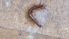 Screwing Around With A Centipede In Our Shop