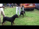 Rottweiler Dog At YMCA Dog Show Owners giving some Traning. chennai