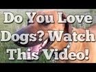 If You Love Puppies & Dogs Then Watch This Dog Rescue Video!