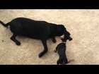 Big Dog Small Dog Wrestle