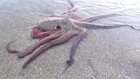 Octopus tries to grab kid on beach
