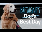 Dog's Best Day - Bretagne