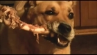 Delighted Dog Chews on Huge Bone