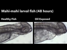 Weathered Oil From Deepwater Horizon Oil Spill May Threaten Fish Embryos and Larvae Development