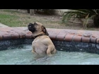 Dog LOOOOVES the hot tub