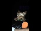 Ricci man insane italian teacup yorkie puppy with ball