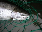 2014 Cascadia Big Fishing Year - Species #16 - Steelhead