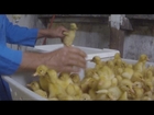 MUST SEE: Secret Video Exposes Horrific Animal Abuse at Duck Factory Farm