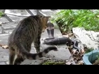 Cobra vs Cat Real Fight - King Cobra Killed By Cat