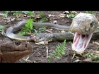 RARE FOOTAGE: KING Cobra, Attacks & Eats Spitting Cobra