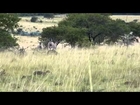 Zebra Hunt in South Africa