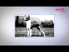 Dog rescue videos Eukanuba World Challenge   Echo the Basenji   Part 1