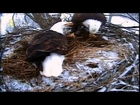 Full Documentry   HD Documentary   American Bald Eagle   National Geographic