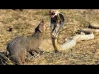 Animal attack Golden King Cobra Vs Mongoose Top ten10@anima