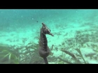 White's Seahorse giving birth in the wild- NSW Aus