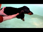 Mini Dachshund Puppy learning to swim