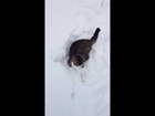 Coyote the kitten playing in the snow and chasing his tail #1