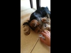 Darya - Yorkshire terrier- discipline exercise