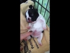 One week old French Bulldog get his tummy tickled