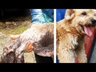 12 Inspiring Rescue Dog Transformations