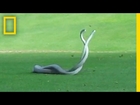 WATCH: Two of World's Deadliest Snakes Battle on Golf Course | National Geographic
