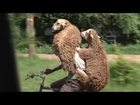 Ethiopian Shepard Carries Two Sheep on Bicyle