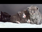 The Muppet Kittens - TinyKittens.com